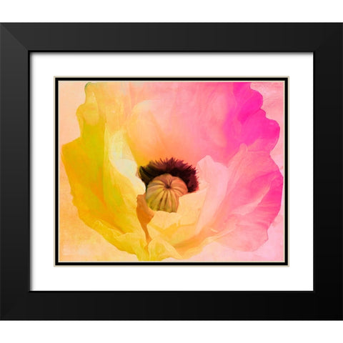Poppy Gradient II Black Modern Wood Framed Art Print with Double Matting by Sasha