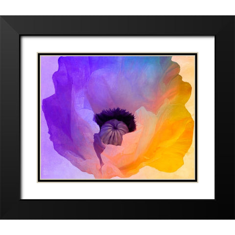 Poppy Gradient III Black Modern Wood Framed Art Print with Double Matting by Sasha