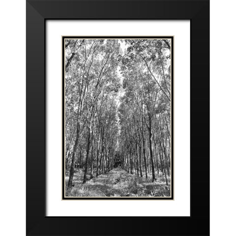 Through The Trees Black Modern Wood Framed Art Print with Double Matting by Susan Vizvary Photography