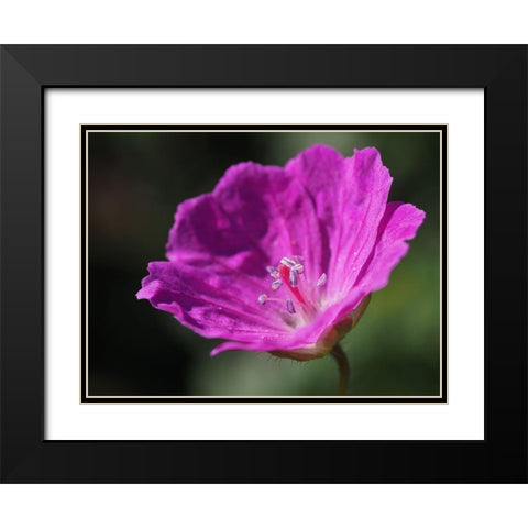 Bloody Geranium Black Modern Wood Framed Art Print with Double Matting by Bonin, Suzanne
