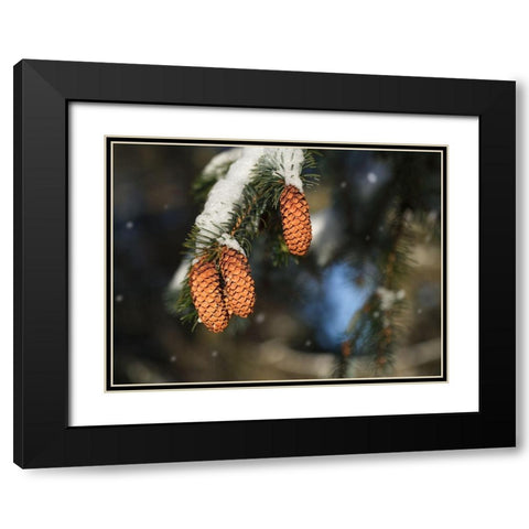 Cocottes Black Modern Wood Framed Art Print with Double Matting by Bonin, Suzanne