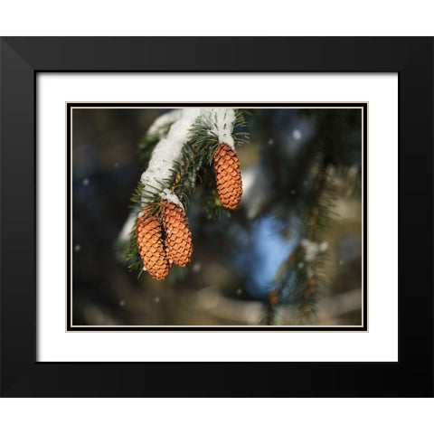 Cocottes Black Modern Wood Framed Art Print with Double Matting by Bonin, Suzanne