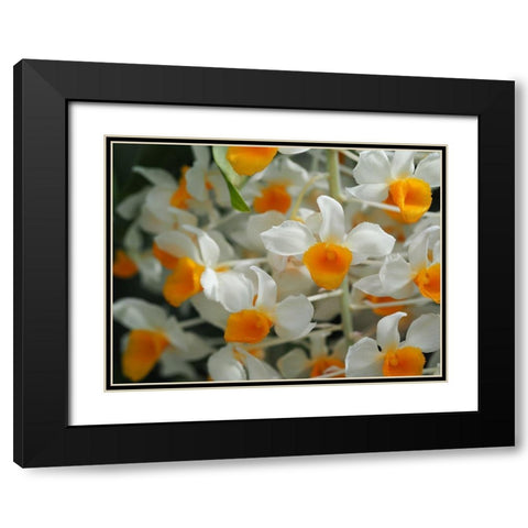 Dendrobium Thyrsiflorum Black Modern Wood Framed Art Print with Double Matting by Bonin, Suzanne