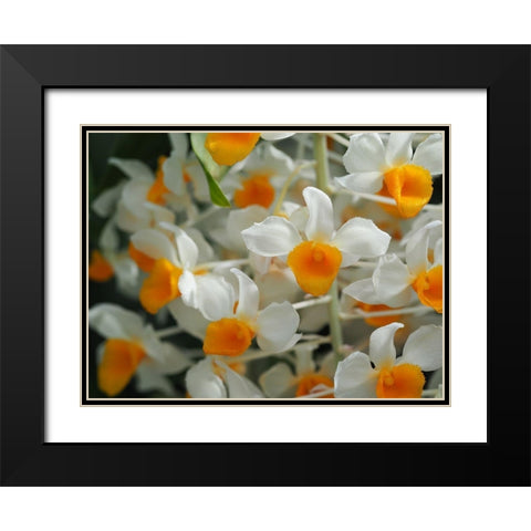Dendrobium Thyrsiflorum Black Modern Wood Framed Art Print with Double Matting by Bonin, Suzanne