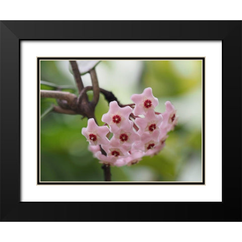 Hoya Carnosa Black Modern Wood Framed Art Print with Double Matting by Bonin, Suzanne