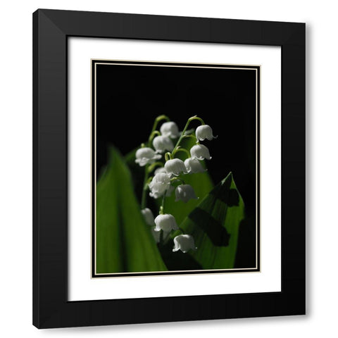 Lily Of The Valley Black Modern Wood Framed Art Print with Double Matting by Bonin, Suzanne