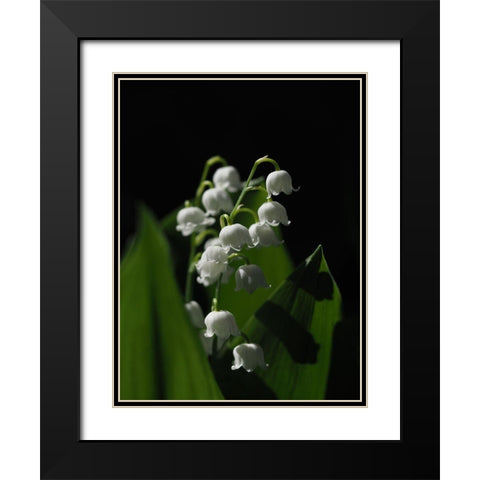 Lily Of The Valley Black Modern Wood Framed Art Print with Double Matting by Bonin, Suzanne