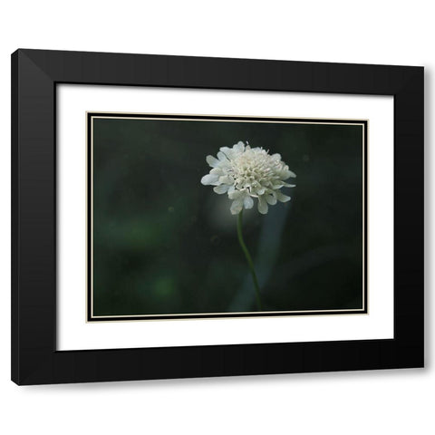 Pincushion Black Modern Wood Framed Art Print with Double Matting by Bonin, Suzanne