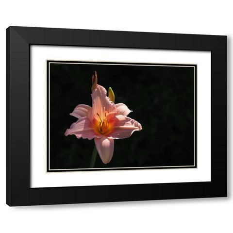 Daylily Black Modern Wood Framed Art Print with Double Matting by Bonin, Suzanne