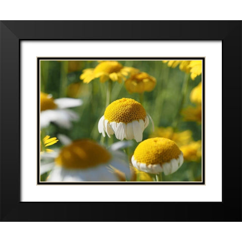 Field of Chamomile Flowers Black Modern Wood Framed Art Print with Double Matting by Bonin, Suzanne