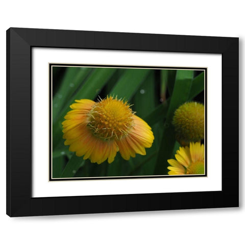 Gaillardia Black Modern Wood Framed Art Print with Double Matting by Bonin, Suzanne