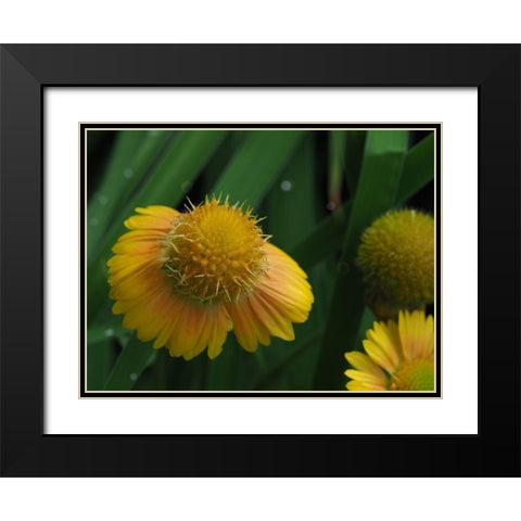 Gaillardia Black Modern Wood Framed Art Print with Double Matting by Bonin, Suzanne