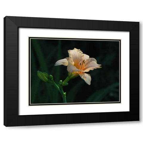 Peach Daylily Black Modern Wood Framed Art Print with Double Matting by Bonin, Suzanne
