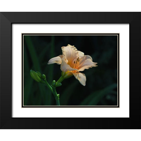 Peach Daylily Black Modern Wood Framed Art Print with Double Matting by Bonin, Suzanne