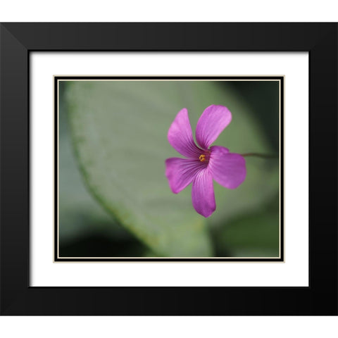 Pink Sorrel Black Modern Wood Framed Art Print with Double Matting by Bonin, Suzanne