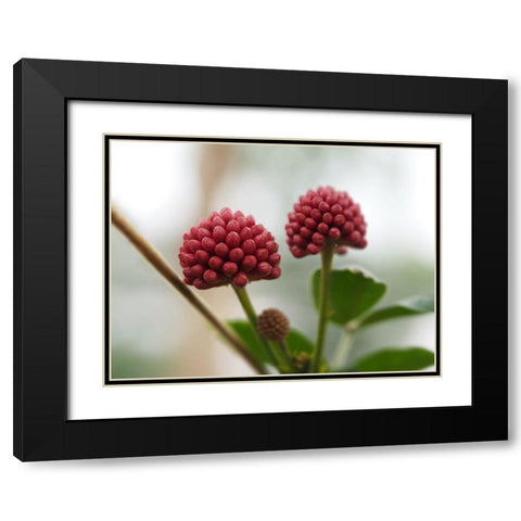 Powder Puff Buds Black Modern Wood Framed Art Print with Double Matting by Bonin, Suzanne