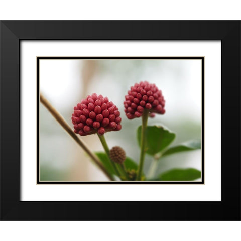 Powder Puff Buds Black Modern Wood Framed Art Print with Double Matting by Bonin, Suzanne