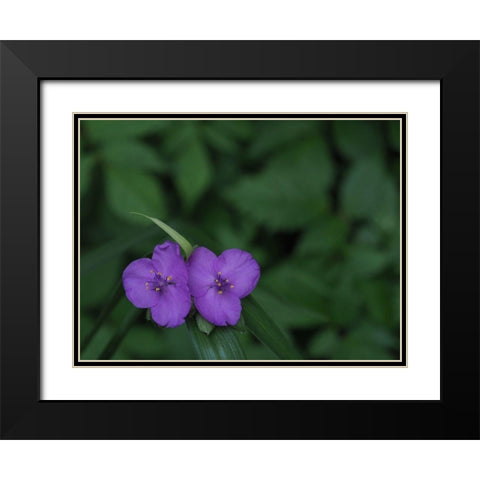 Virginia Spiderwort Black Modern Wood Framed Art Print with Double Matting by Bonin, Suzanne