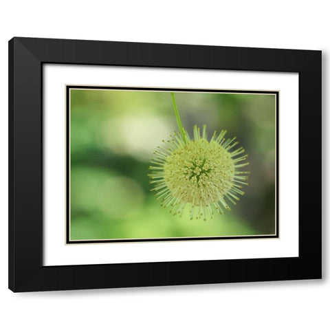 Cephalanthus Occidentalis Black Modern Wood Framed Art Print with Double Matting by Bonin, Suzanne