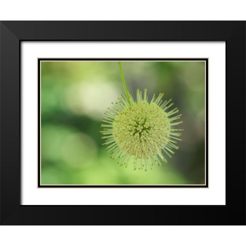 Cephalanthus Occidentalis Black Modern Wood Framed Art Print with Double Matting by Bonin, Suzanne