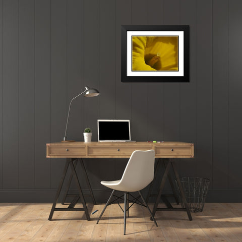 Daffodil Stigma Black Modern Wood Framed Art Print with Double Matting by Bonin, Suzanne