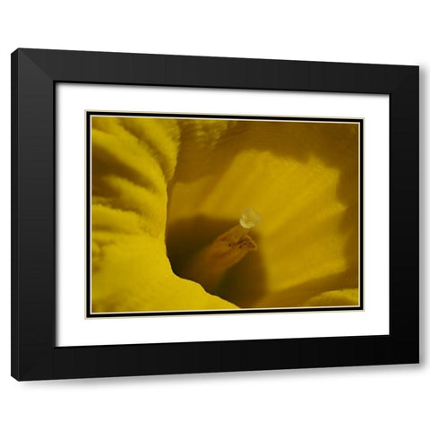 Daffodil Stigma Black Modern Wood Framed Art Print with Double Matting by Bonin, Suzanne