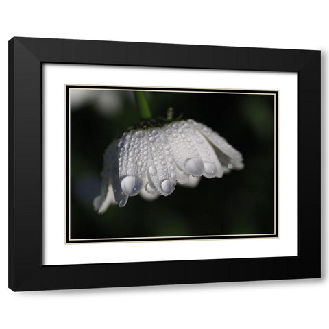 Daisy With Droplets Black Modern Wood Framed Art Print with Double Matting by Bonin, Suzanne