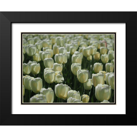 Field Of White Tulips Black Modern Wood Framed Art Print with Double Matting by Bonin, Suzanne