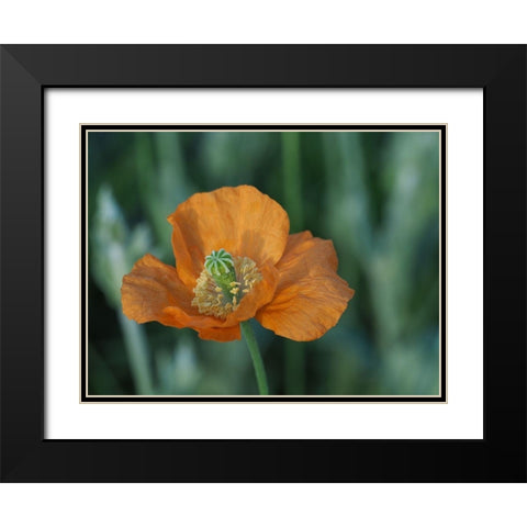 Fire Poppy Black Modern Wood Framed Art Print with Double Matting by Bonin, Suzanne
