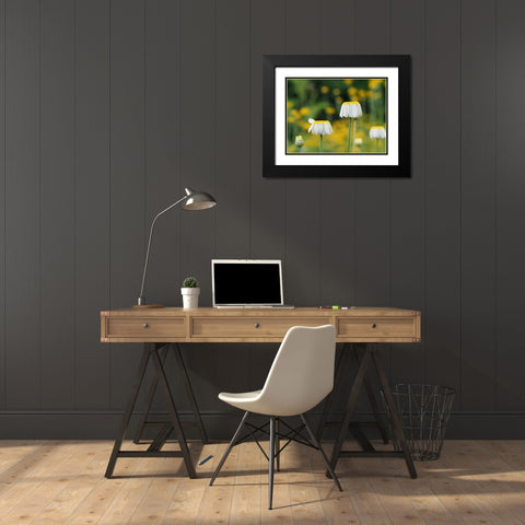 Lawn Daisies Black Modern Wood Framed Art Print with Double Matting by Bonin, Suzanne