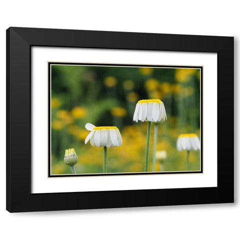 Lawn Daisies Black Modern Wood Framed Art Print with Double Matting by Bonin, Suzanne