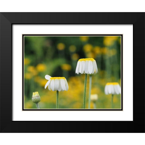 Lawn Daisies Black Modern Wood Framed Art Print with Double Matting by Bonin, Suzanne