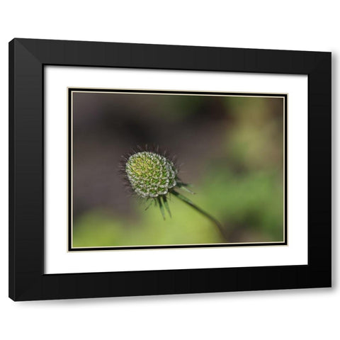 Mournful Widow Black Modern Wood Framed Art Print with Double Matting by Bonin, Suzanne