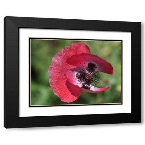 Opium Poppy Black Modern Wood Framed Art Print with Double Matting by Bonin, Suzanne