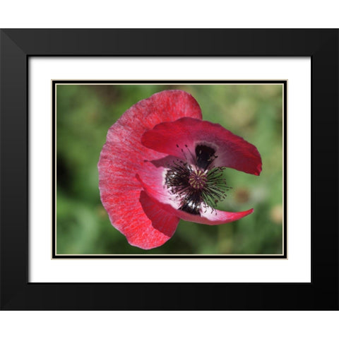 Opium Poppy Black Modern Wood Framed Art Print with Double Matting by Bonin, Suzanne
