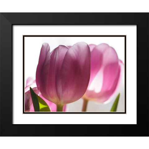 Pink Tulips Black Modern Wood Framed Art Print with Double Matting by Bonin, Suzanne