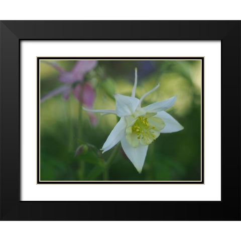 White Columbine Black Modern Wood Framed Art Print with Double Matting by Bonin, Suzanne