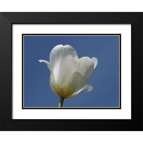 White Tulip Blue Sky Black Modern Wood Framed Art Print with Double Matting by Bonin, Suzanne
