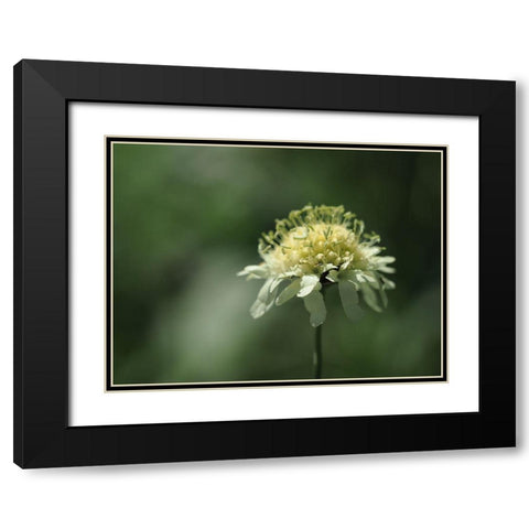Yellow Scabious Black Modern Wood Framed Art Print with Double Matting by Bonin, Suzanne