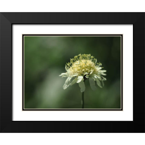 Yellow Scabious Black Modern Wood Framed Art Print with Double Matting by Bonin, Suzanne