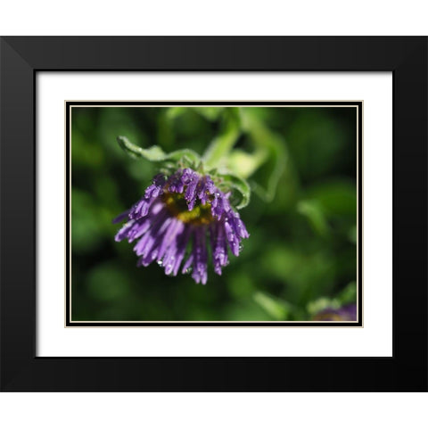 Beauty In Nature Black Modern Wood Framed Art Print with Double Matting by Bonin, Suzanne