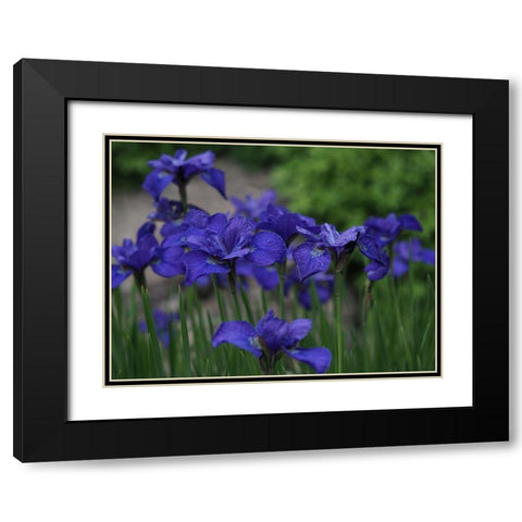 Blue Ones Black Modern Wood Framed Art Print with Double Matting by Bonin, Suzanne