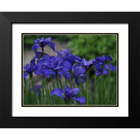 Blue Ones Black Modern Wood Framed Art Print with Double Matting by Bonin, Suzanne