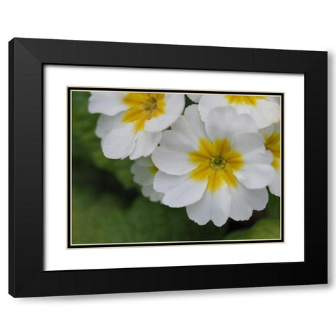 Buttercups Black Modern Wood Framed Art Print with Double Matting by Bonin, Suzanne