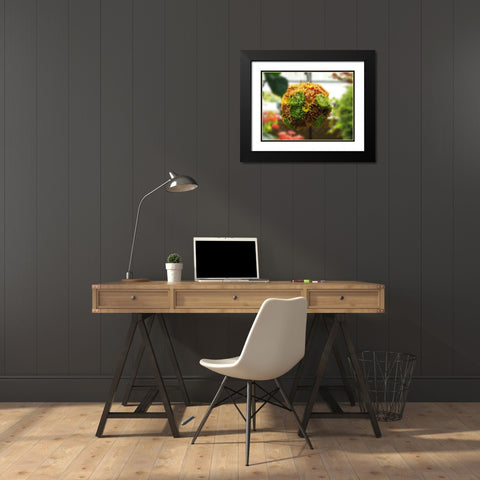 Chrysanthemum Bouquet Black Modern Wood Framed Art Print with Double Matting by Bonin, Suzanne