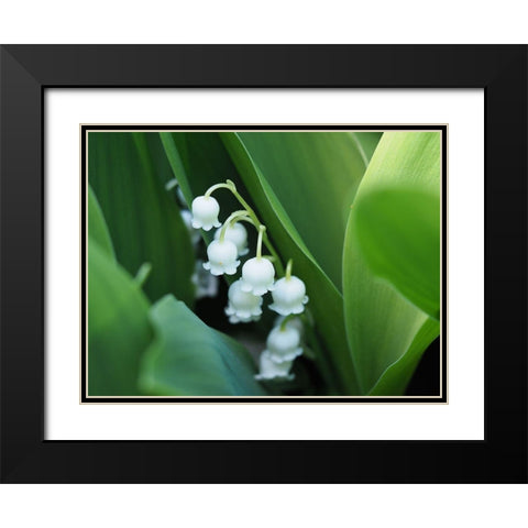 Clochettes Black Modern Wood Framed Art Print with Double Matting by Bonin, Suzanne