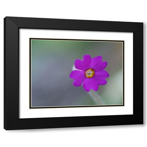 Delicate Beauty Black Modern Wood Framed Art Print with Double Matting by Bonin, Suzanne