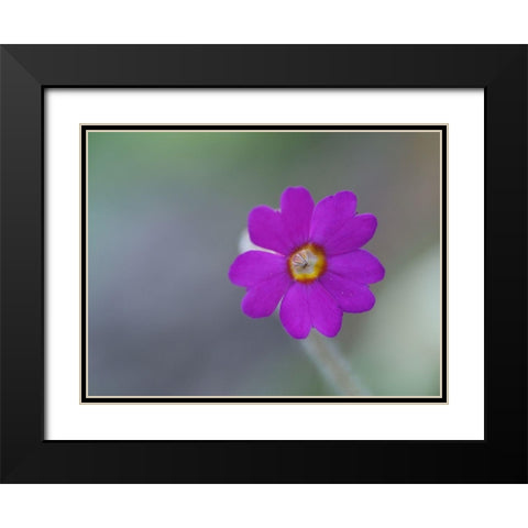 Delicate Beauty Black Modern Wood Framed Art Print with Double Matting by Bonin, Suzanne