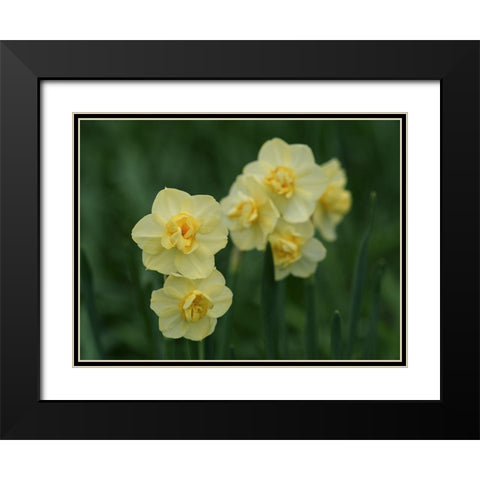 Double Daffodils Black Modern Wood Framed Art Print with Double Matting by Bonin, Suzanne