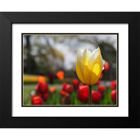 Elegant Black Modern Wood Framed Art Print with Double Matting by Bonin, Suzanne